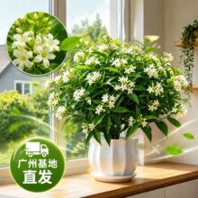 夜来香花卉树苗木本花卉盆栽庭院阳台花苗四季绿植物观花驱蚊驱虫