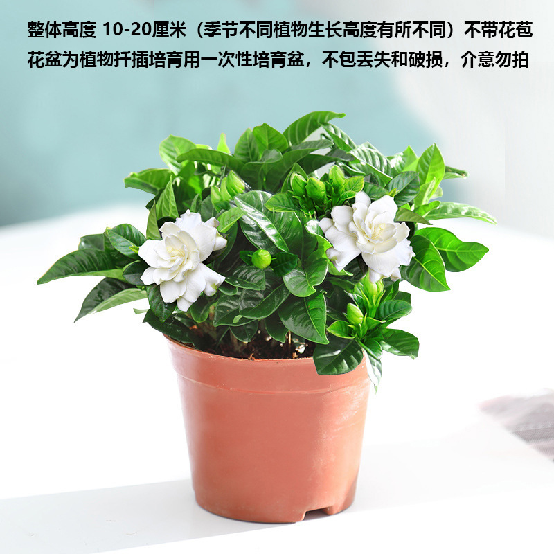 특별 제공: 페스티벌 플라워 90컵 [원래 화분에서 배송]