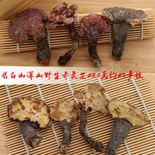 ֥Ұ`֥֦ȻLɽ֥ľ`֥ɽɫ`֥Ƭ