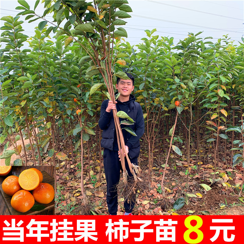 脆甜柿子树苗盆栽地栽嫁接巧克力柿子树南方北方种植当年结果苗
