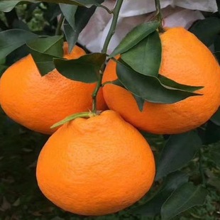 Chunjian Rake Tangerine Saplings Ground Planting Grafted Fruit Trees Sichuan Saplings Ground Planting Ugly Orange Seedlings Chunjian Seedlings Tangerine Fruit Saplings