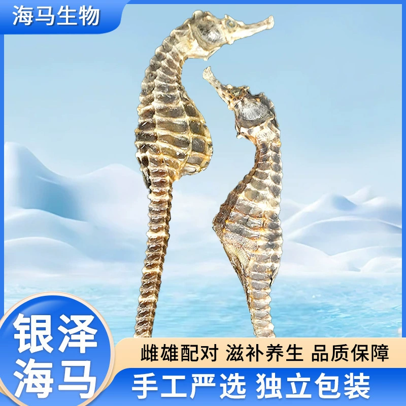 Wei Yin Ma Haima, питательный и украшающий источник разведения Haima, сухие продукты, замоченные в вине и супе, 2 женщины, 7 г