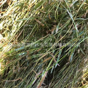 Planting Yellow Silk Grass in Rivers, Greening Micro-Toothed Eye Seedlings, Selling Eye Seedlings