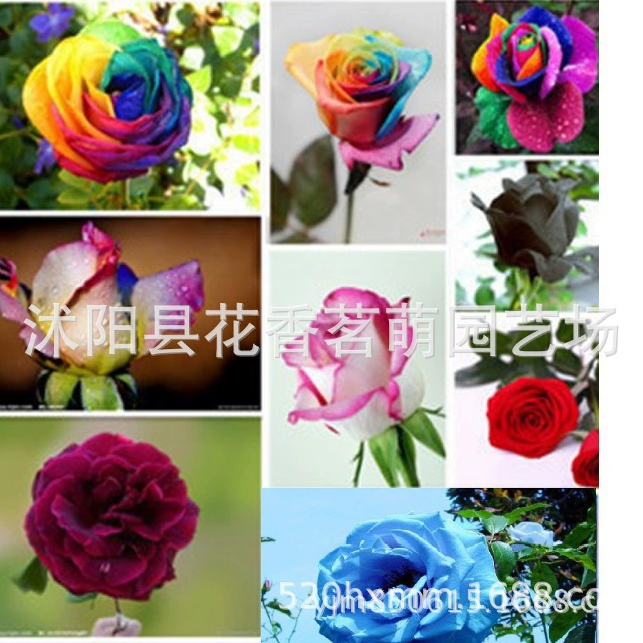 Красная роза Семена цветов зеленое растение горшечные Семена цветов Горшечное растение Four Seasons семена роза семян 200 семян