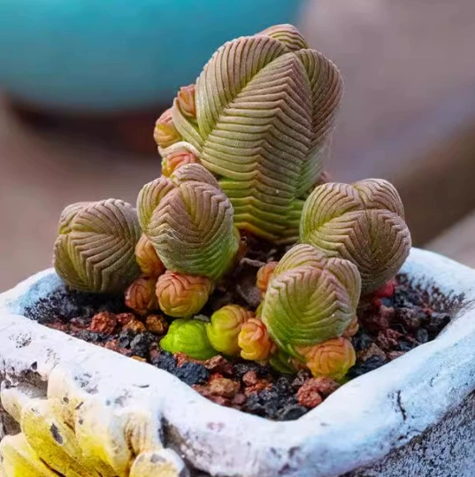 Дхарма Зеленая башня в горшке Офисные комнатные растения