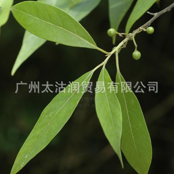 供应大宗山苍子精油山鸡椒精油山苍子油