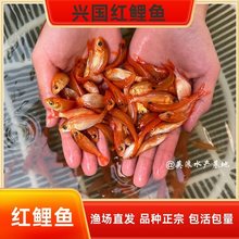 兴国红鲤鱼苗淡水渔塘养殖可观赏可食用荷包鲤龟粮宠物活体饲料鱼