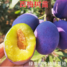 ��÷���� Ů����÷�� �޽���÷������Ó�Ǵ����������Ϸ������N