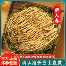 长白山人参新鲜东北整枝鲜参泡酒煲汤大小叁多款规格人参礼盒