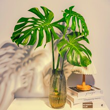 水培龟背竹老桩盆栽带根水养植物室内客厅四季好养热带网红大绿植