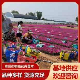 ���ع����޸������ļ��_����ƺ�ͺ��������ԚWʯ��