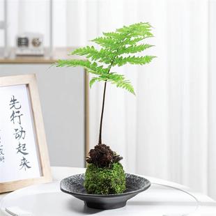 Moss Ball Red Phosphorus Fern Hydroponic Plant Flame Fern Wish Office Tea Desktop Bonsai Shade Tolerant and Easy to Maintain