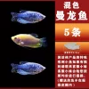Blue and yellow manlong mix 6-8cm 5 pieces