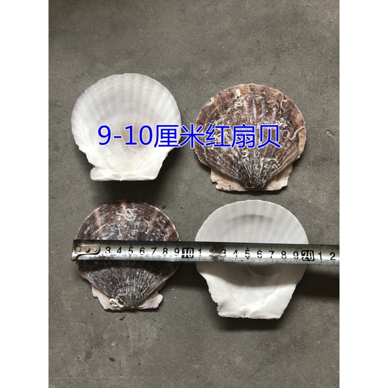 9— 10cm 붉은 가리비(BBQ용)