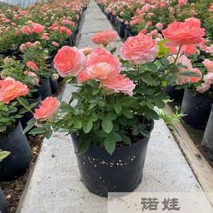 Rose Juice Balcony Garden Flower Plant Potted Rose Four-Season Rose Seedlings with Buds Blooming in Multiple Seasons