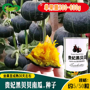 ���ͺ�ؐؐ�F���ϹϷN�� ���خa�s������ھGƤ�Sȿ���|С�Ϲ���