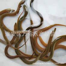 基地直发黄鳝苗 长鱼苗 饲料养殖鳝鱼苗