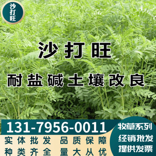 Factory Wholesale Pasture, Shadawangzi, Cattle and Sheep, Drought-Resistant Varieties, Complete Quantity, Large Quantity, Can Be Paid Upon Delivery