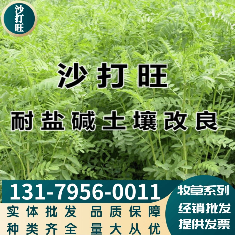 Оптовая Продажа с фабрики кормов shadawang семена крупного рогатого скота и овец засухоустойчивые сорта в комплекте Большие выгодно можно оплатить при доставке