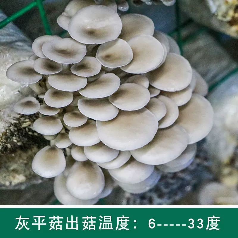 Гидротермические грибы Pleurotus eryngii грибная палочка Семейный балкон для выращивания овощей в небольших горшках съедобные грибы водные растения