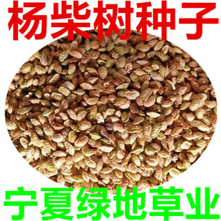 ���l���N�������P������ɹ����S���ѹ�ľ�N�ӻ�Į��ɳ�N��