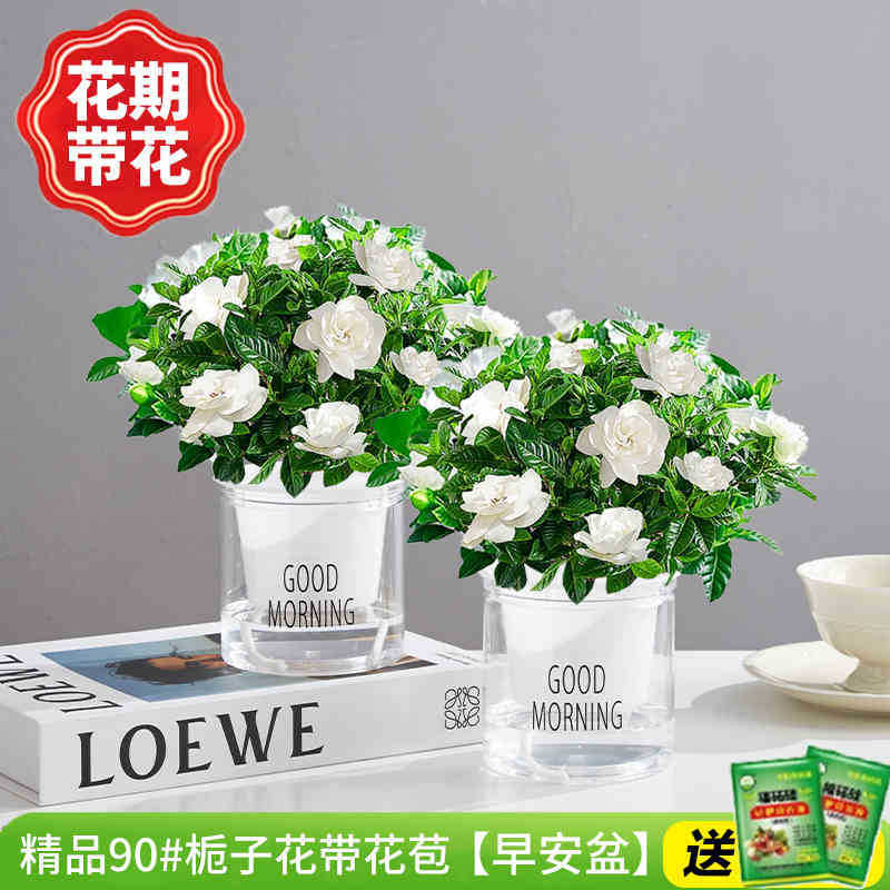 [2개 세면대 특별 제공] 부티크 90#치자나무 개화기(굿모닝 화분)에 영양액을 주입