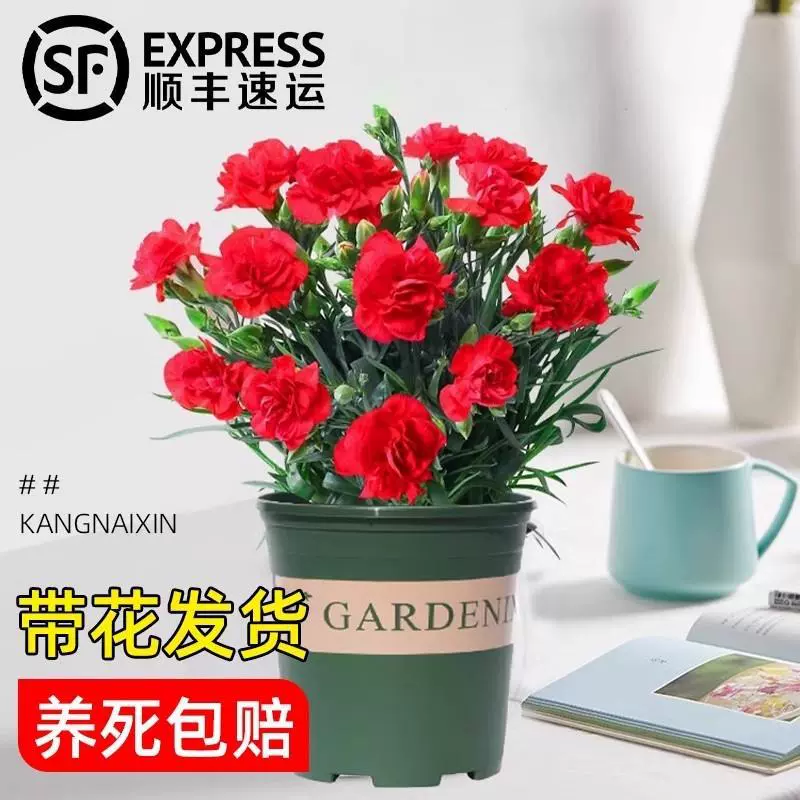 Горшечное растение гвоздика с цветочными бутонами и цветочными рассадой, цветущей в любое время года, комнатные балконные цветочные растения, цветы, подходящие для ленивых людей.