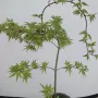 日本植物流泉盆栽红枫