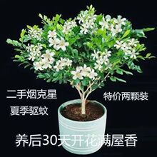 九里香小苗 九里香小苗品牌 图片 价格 九里香小苗批发 阿里巴巴 九里香小苗 九里香小苗品牌 图片 价格 九里香小苗批发 阿里巴巴