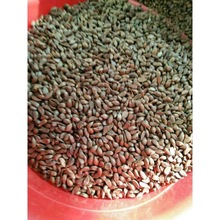 八棱海棠树种子净籽怀来海棠可嫁接苹果砧木新采开花林木种子