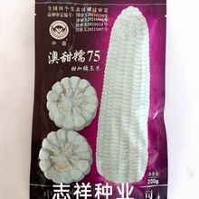 澳甜糯75甜加糯玉米種子國審 大穗 品質優 甜加糯鮮食玉米種200克
