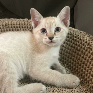 香港发货虎斑英短暹罗猫幼崽泰国重点色宠物猫短毛星罗猫活体幼猫-阿里巴巴
