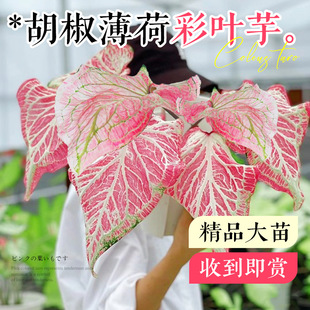 �������ɲ��~�󻨻����԰�ɫ���˷N�����ľGֲ�҃�ֲ����B���ļ�