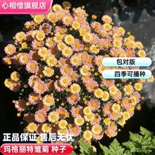 ���羳��̹�؛�������欔�����طN���r�շN���ͺ������������·N