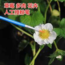 �˹��ڷ۹P�ڷ�����ݮ�������t���o�������ڷ۹��߻����c���ڷ�ˢ