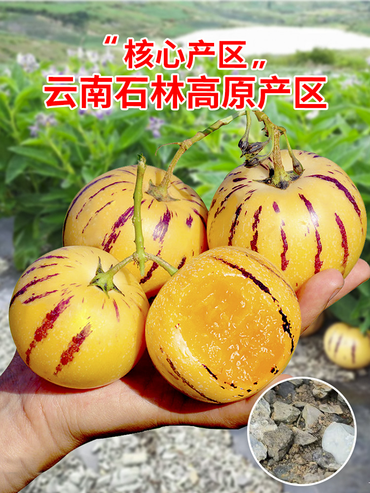 云南人参果水果10斤大果黄肉新鲜石林人叁果树上熟人生果圆果整箱