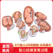 ����l���^��ģ�� ��̥Ӌ������ģ��  ̥���l���^��ģ�� �ӌm����