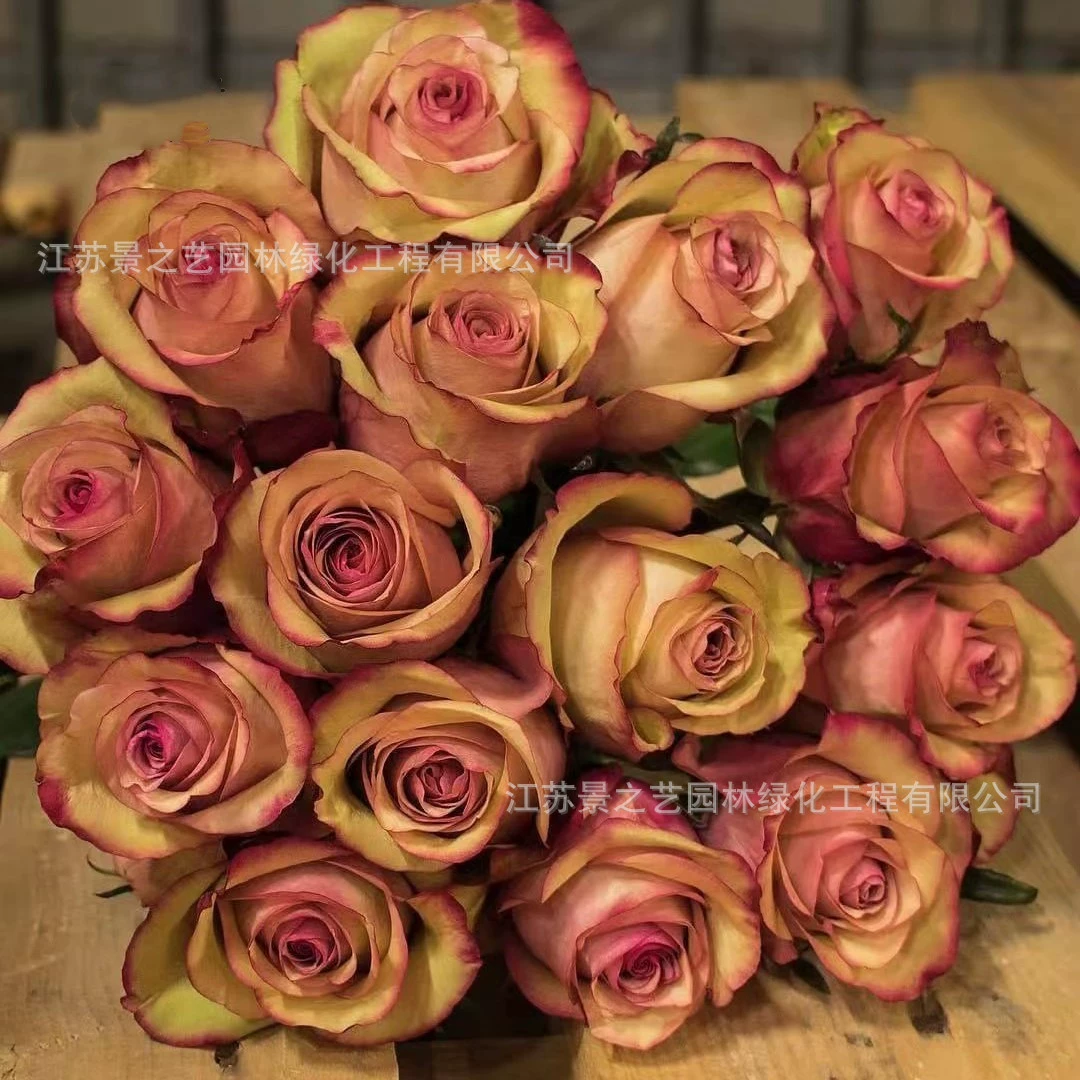 Красное вино Новый срезанный цветок Роза кустарник Роза рассада большой цветок Ретро от зеленого до старого розового многосезонного цветения