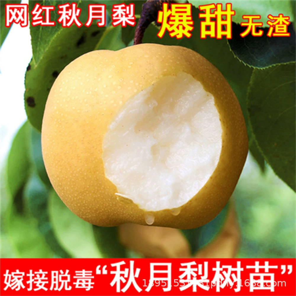 Южная Корея Создание рассады груши Прививка очень больших хрустящих рассады сладкой груши Бассейн груши Дахуан Посадка фруктовых деревьев в Северном и Южном дворе