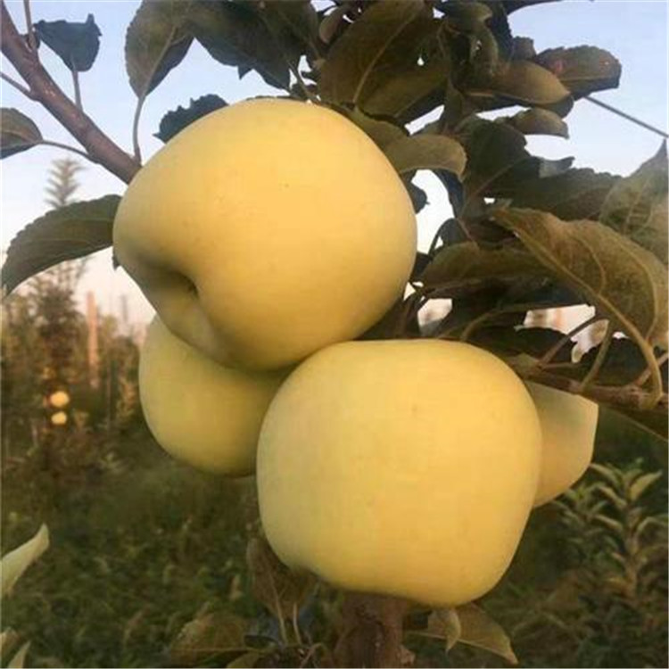 苹果树苗种植基地 3公分苹果树价格 3公分烟富8号苹果树苗价格