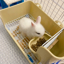 兔兔便盆防喷尿适用龙猫貂豚鼠加高铁网尿盆屎盆 20片尿片 防喷尿