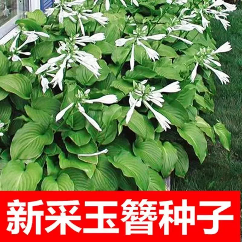 Семена толстолистного банана, устойчивые к низким температурам и теневыносливые, для посадки.