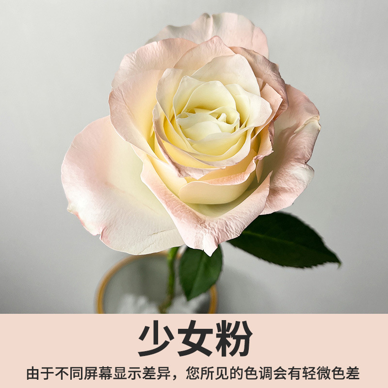 Xingle-girly powder 480ml