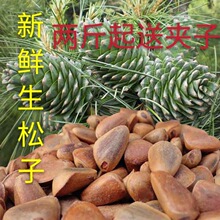 夥爆新货松子未生松子500g散装坚果