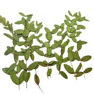 Factory direct cross-border dried flower eucalyptus leaf real flower natural plant diy material aromatherapy candle dried flower embossing
