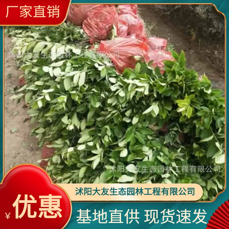 Gardenia Jasminoides Base Оптовая продажа Сорта самостоятельного производства Полные живописные Ландшафтные инженерные озеленение рассады Цена Отличная