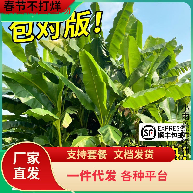 一件代发芭蕉树绿植盆栽庭院香蕉树苗大型北方室外内耐寒植物大叶