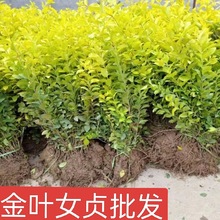 ���~Ůؑ�����l���~Ůؑ����~Ůؑ�����S�~Ůؑ�����ͥԺ�G��