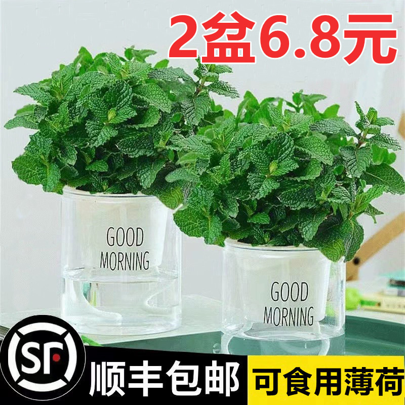 Mint Potted Hydroponic Plant Indoor Edible Mint Leaf Mosquito Repellent Green Plant Living Room Balcony Good Flower Plant