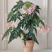 鳟鱼秋海棠盆栽竹节粉旗鱼网红绿植ins室内阳台花卉植物四季好养
